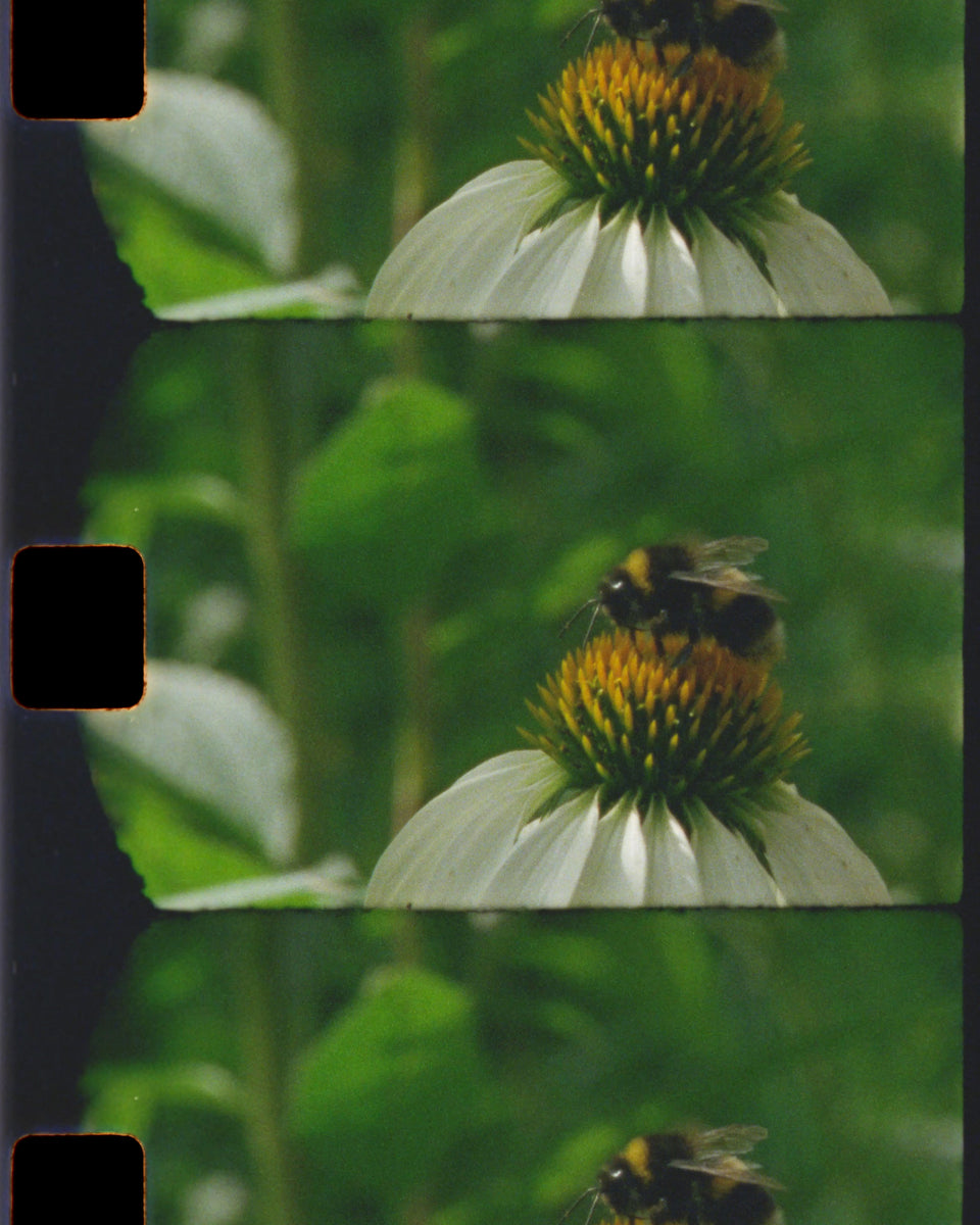 A close-up film strip showing a bumblebee pollinating white coneflowers with a yellow-orange center, set against a soft green leafy background.